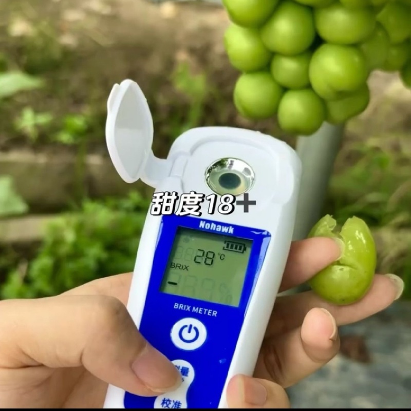 山东单县阳光玫瑰葡萄基地对接全国档口商超