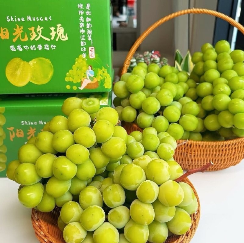 山东单县阳光玫瑰葡萄基地对接全国档口商超