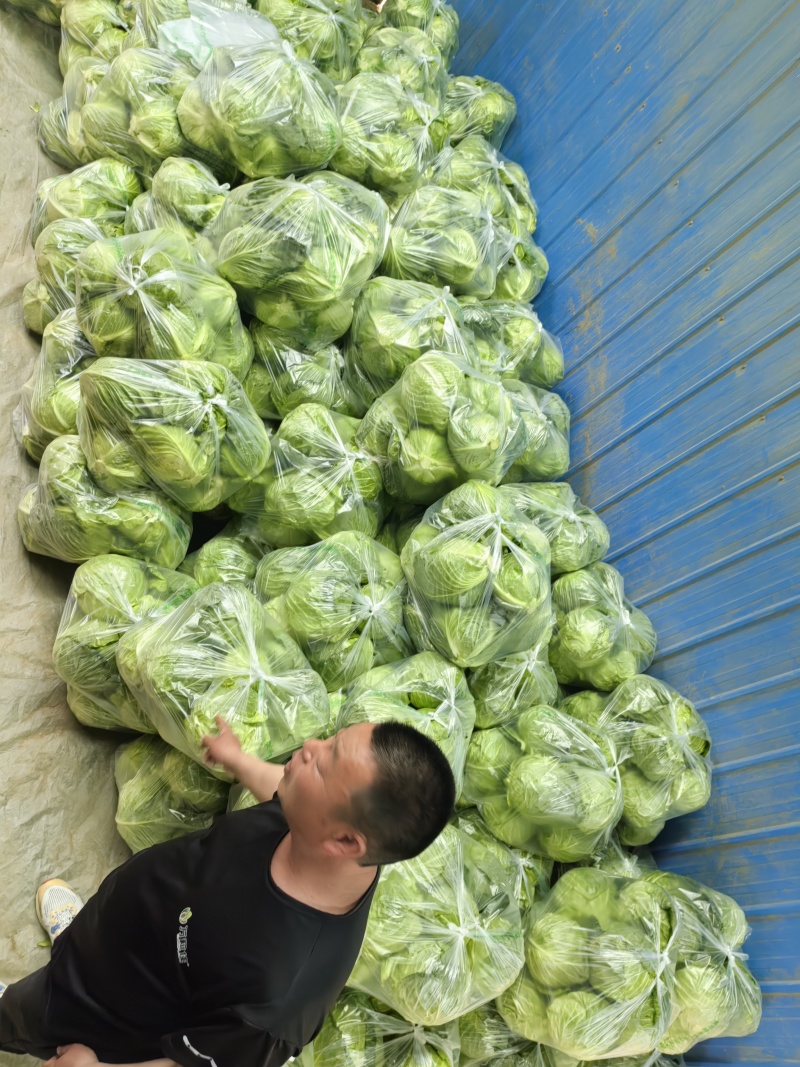 山东省聊城市。庆宽市场。甘蓝大量上市中