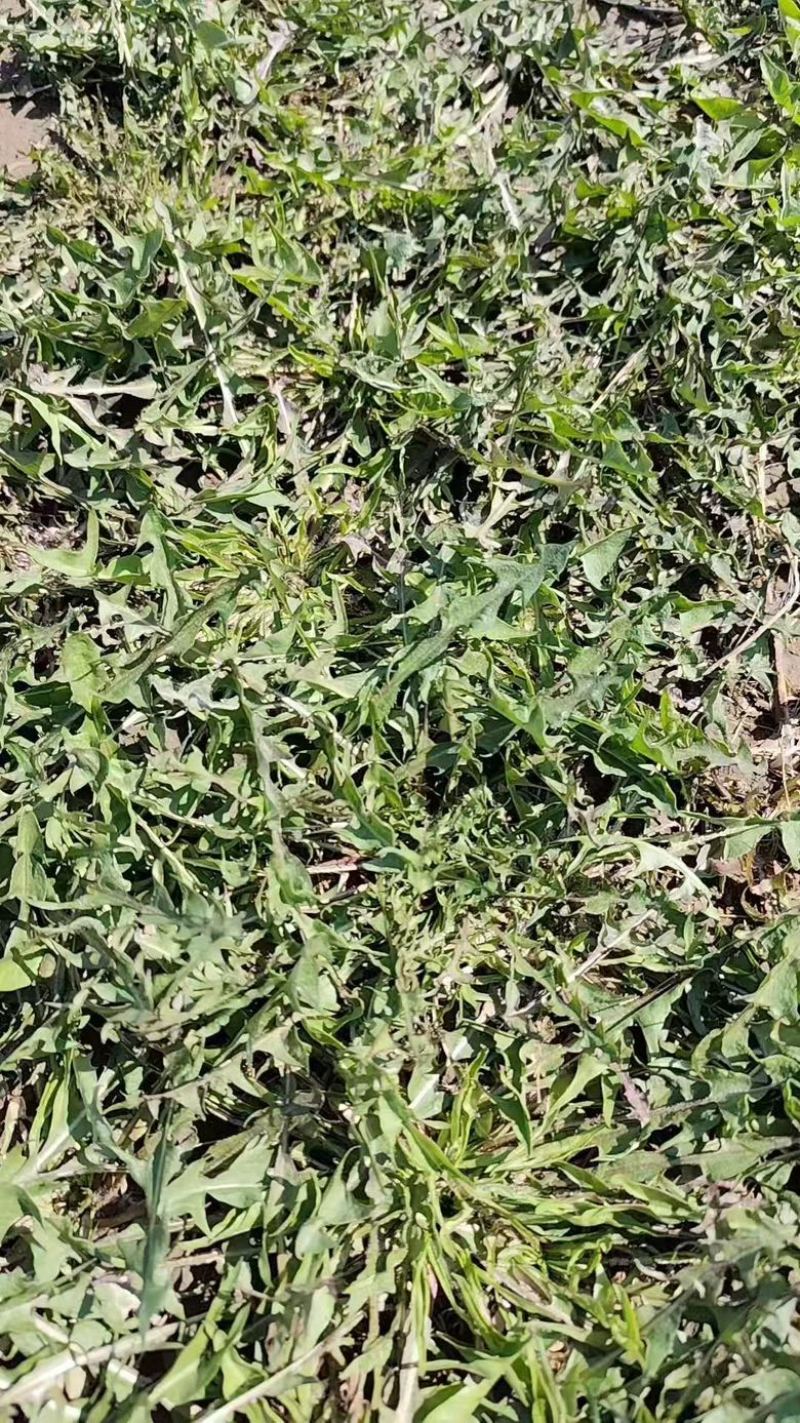 辽宁大棚种植蒲公英,婆婆丁,蘸酱菜可视频看货欢迎咨询