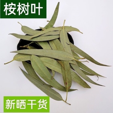 桉树叶大叶桉大桉树叶橡树叶桉叶中药材批发