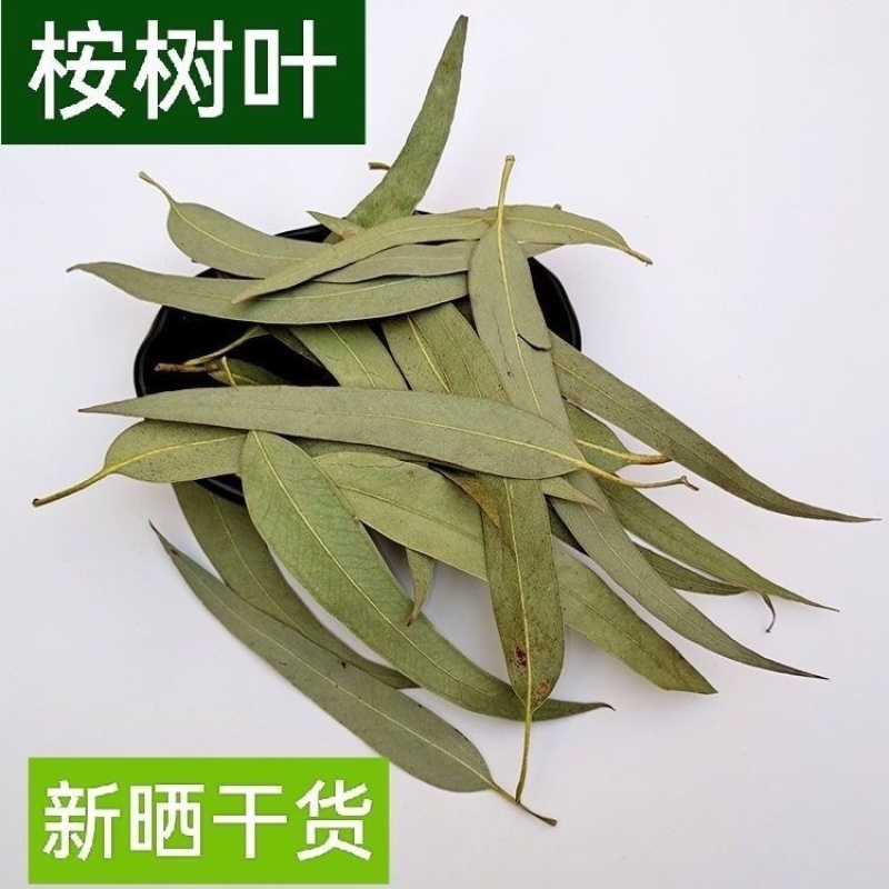 桉树叶大叶桉大桉树叶橡树叶桉叶中药材批发