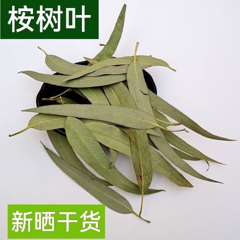 桉树叶大叶桉大桉树叶橡树叶桉叶中药材批发