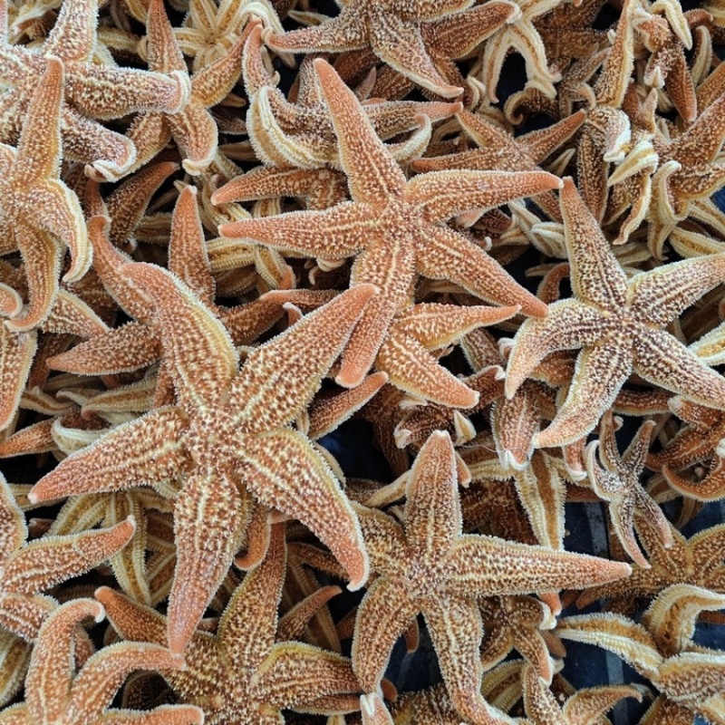 海星食用海星海盘车干海五星滋补泡酒料煲汤