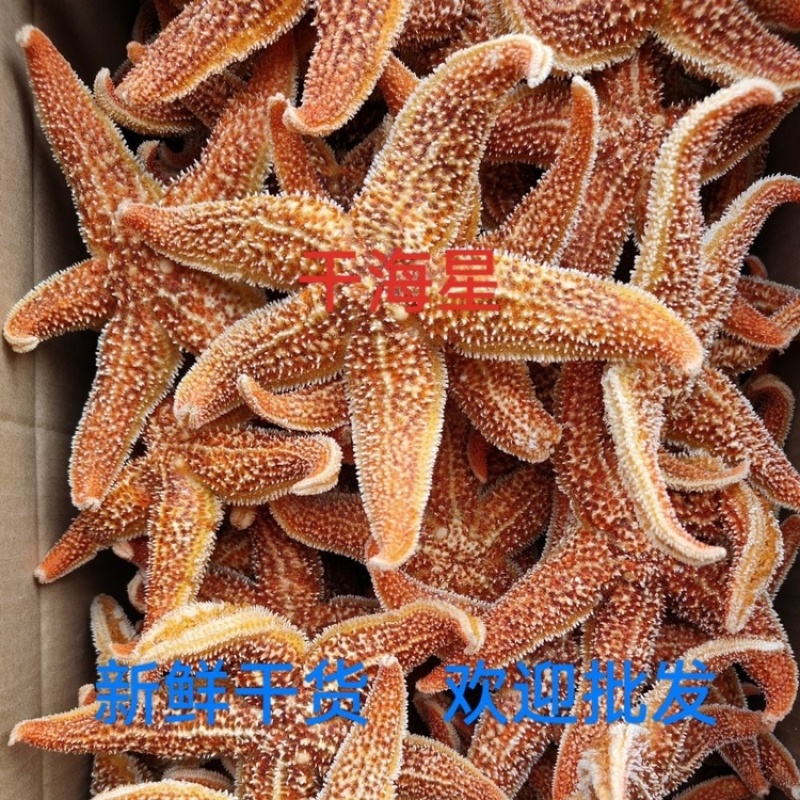 海星食用海星海盘车干海五星滋补泡酒料煲汤