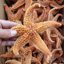 海星食用海星海盘车干海五星滋补泡酒料煲汤
