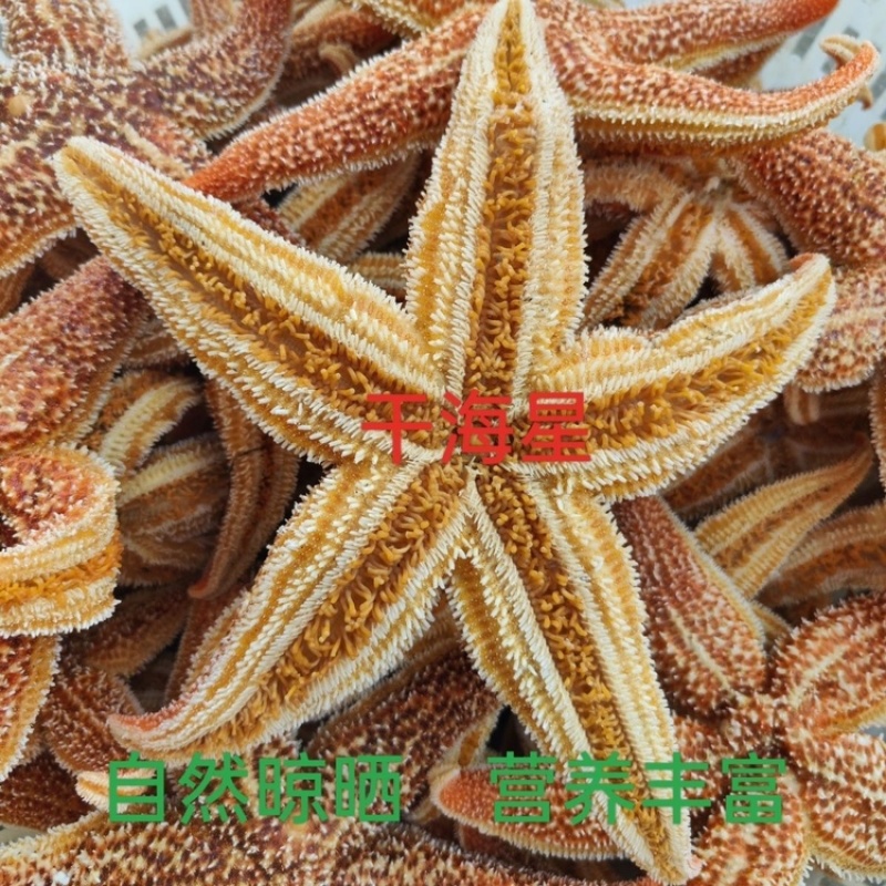 海星食用海星海盘车干海五星滋补泡酒料煲汤