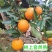 （永州夏橙）江永县产区/自家果园/品质严选/欢迎来电
