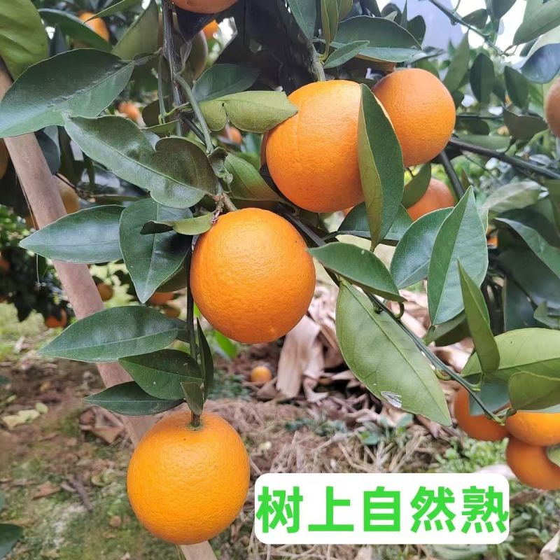 （永州夏橙）江永县产区/自家果园/品质严选/欢迎来电