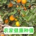 （永州夏橙）江永县产区/自家果园/品质严选/欢迎来电