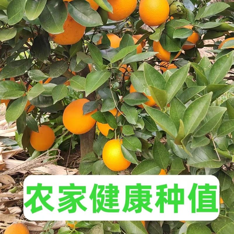 （永州夏橙）江永县产区/自家果园/品质严选/欢迎来电