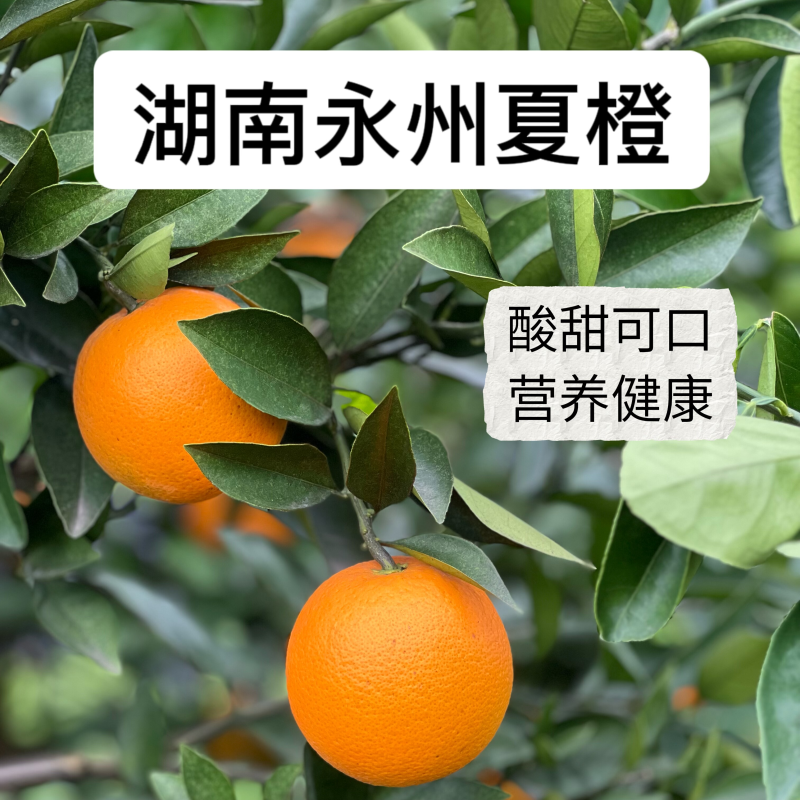 （永州夏橙）江永县产区/自家果园/品质严选/欢迎来电