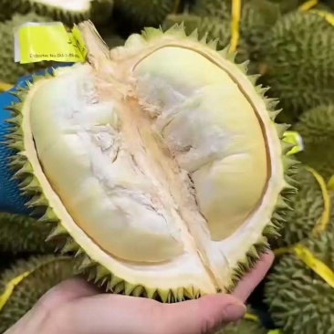 泰国金枕榴莲A果保5房大小规格齐全保质保量基地直销