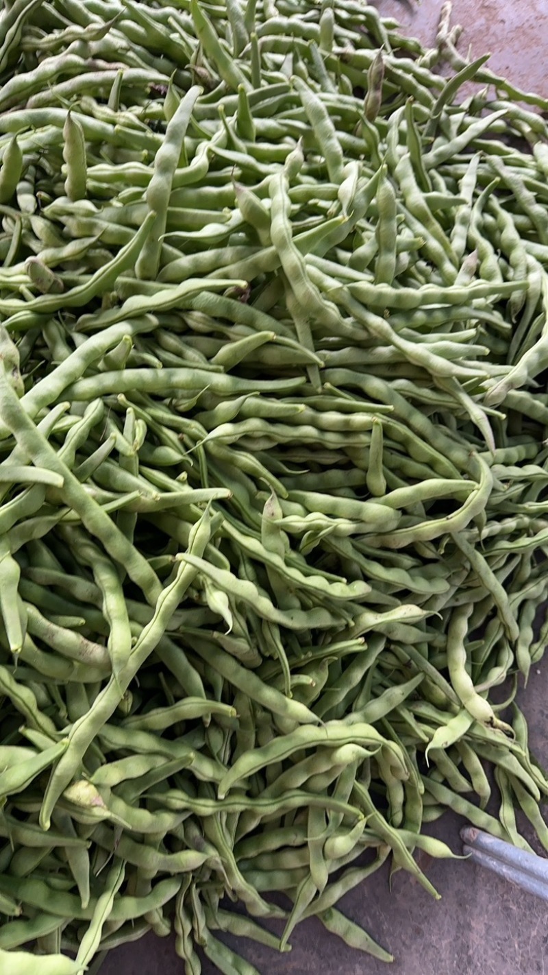 精品大青豆大量上市价格优美价格优美