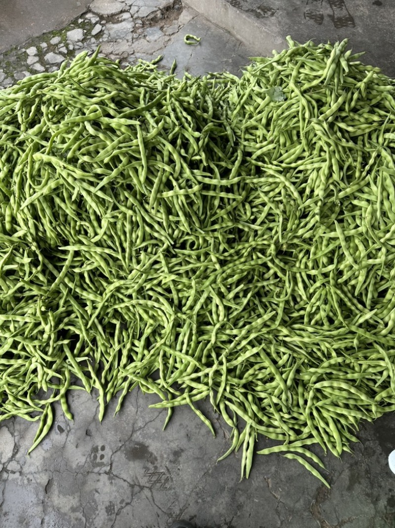 精品大青豆大量上市价格优美价格优美
