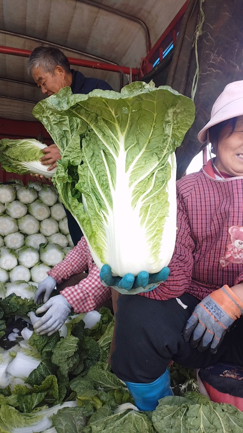 黄心大白菜