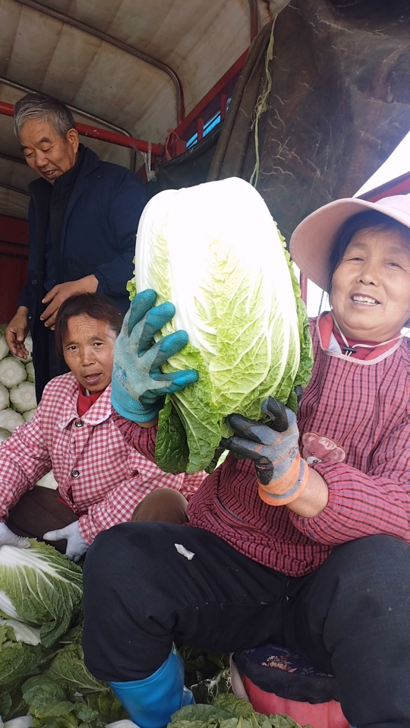 黄心大白菜