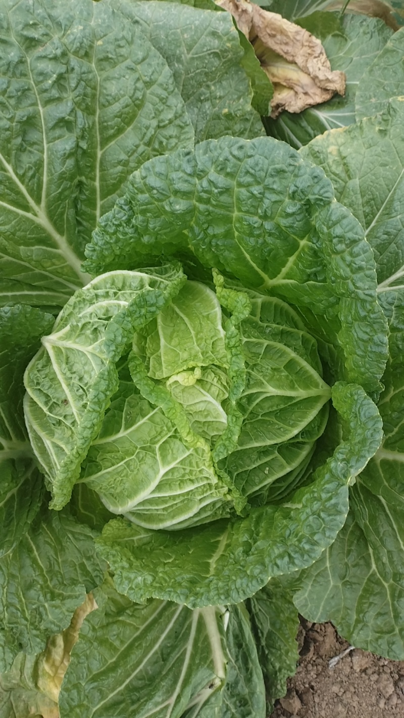 黄心大白菜