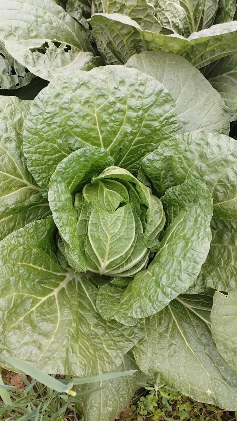 黄心大白菜