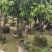龙眼2-8公分出售自家果苗基地直销