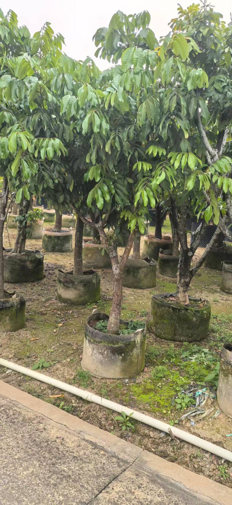龙眼2-8公分出售自家果苗基地直销