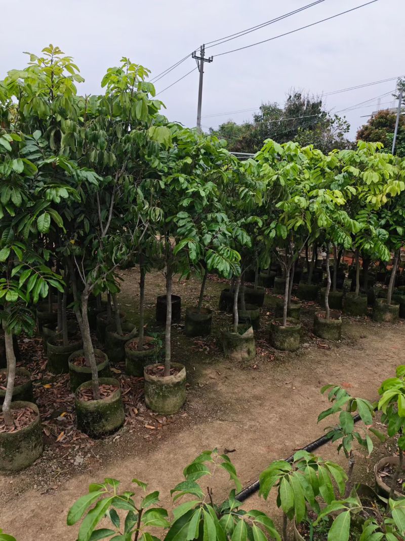 龙眼2-8公分出售自家果苗基地直销