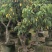 龙眼2-8公分出售自家果苗基地直销