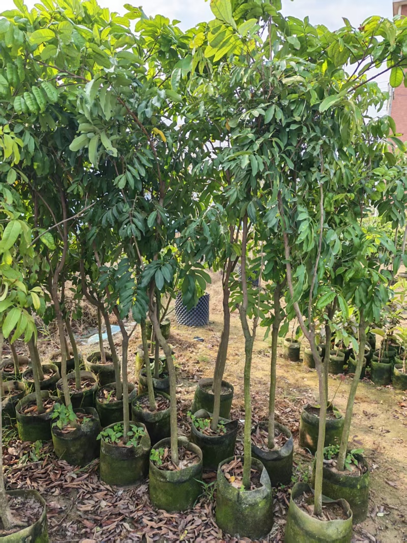 龙眼2-8公分出售自家果苗基地直销