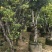 龙眼2-8公分出售自家果苗基地直销