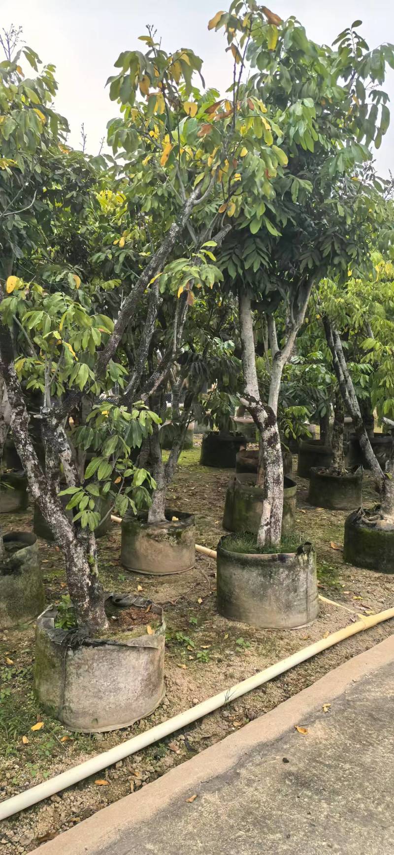 龙眼2-8公分出售自家果苗基地直销