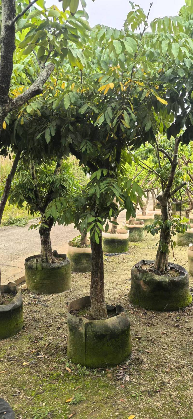 龙眼2-8公分出售自家果苗基地直销