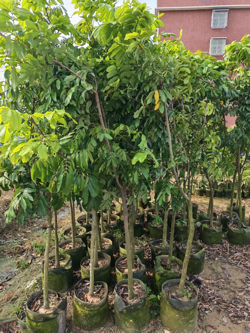 龙眼2-8公分出售自家果苗基地直销