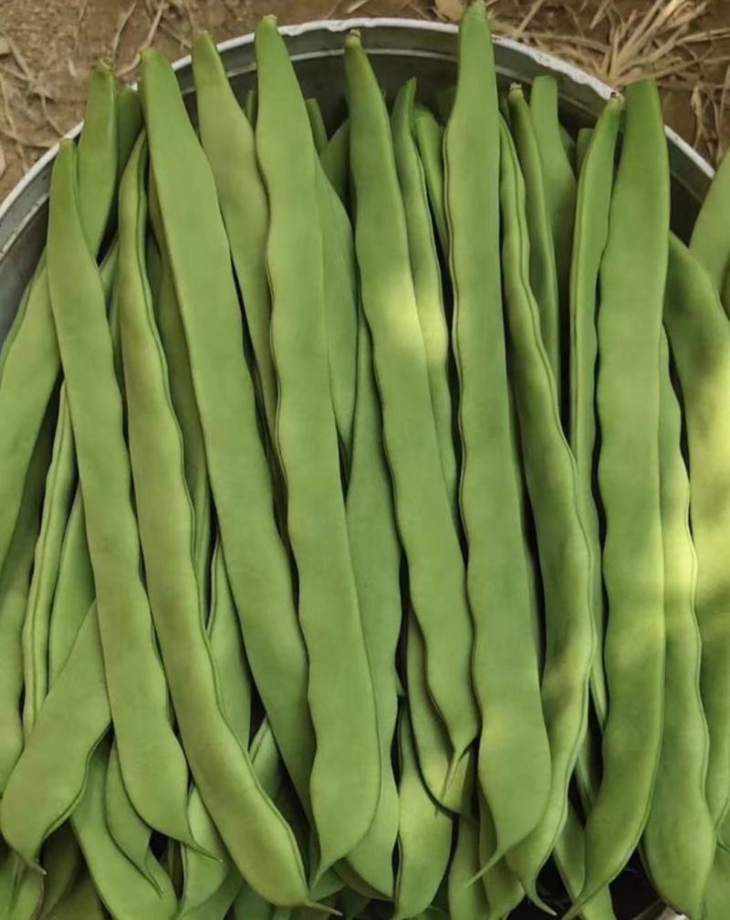 扁青4号6月1号上市