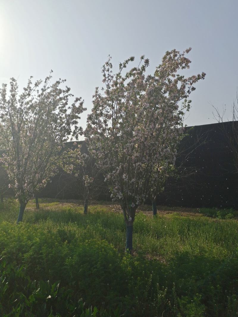 假植苗精品西府海棠，东红海棠，苗圃地租到期，清地处理