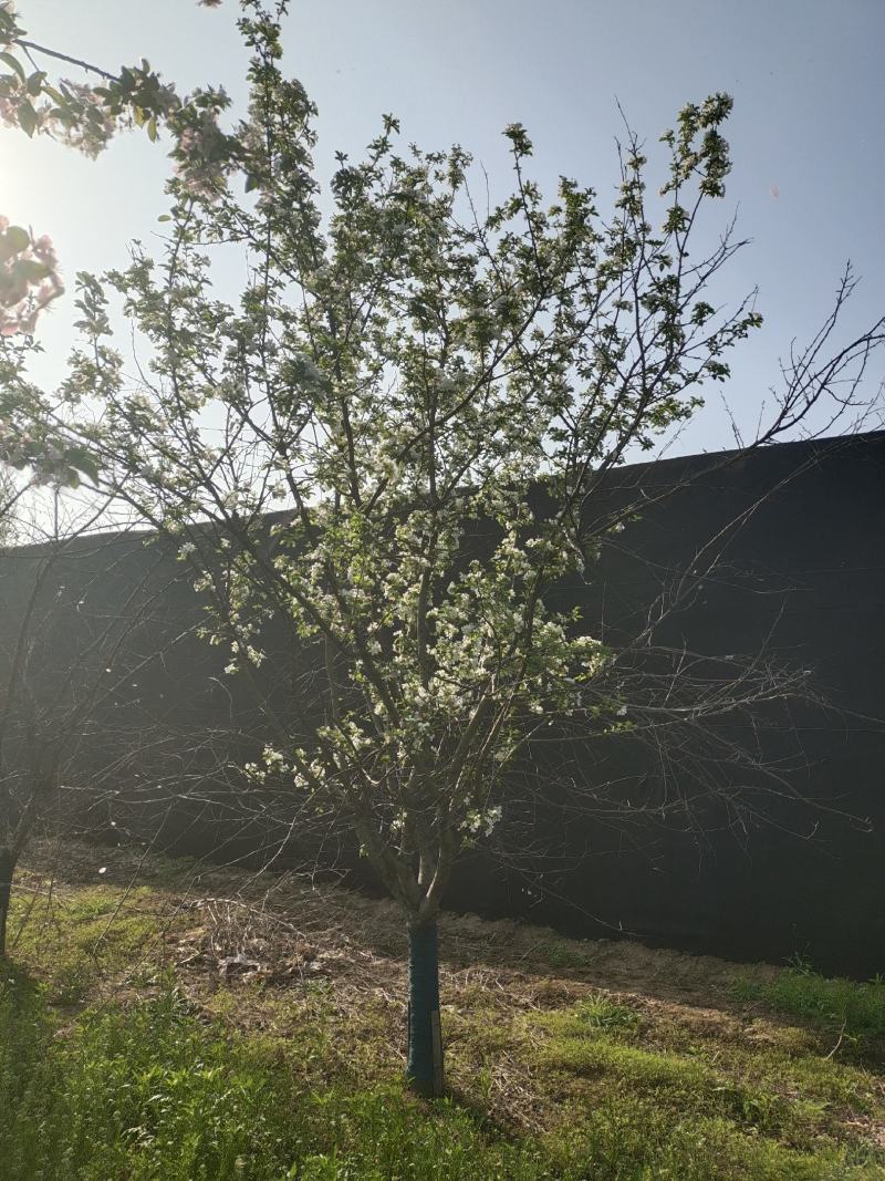 假植苗精品西府海棠，东红海棠，苗圃地租到期，清地处理