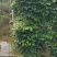 2层幸福树