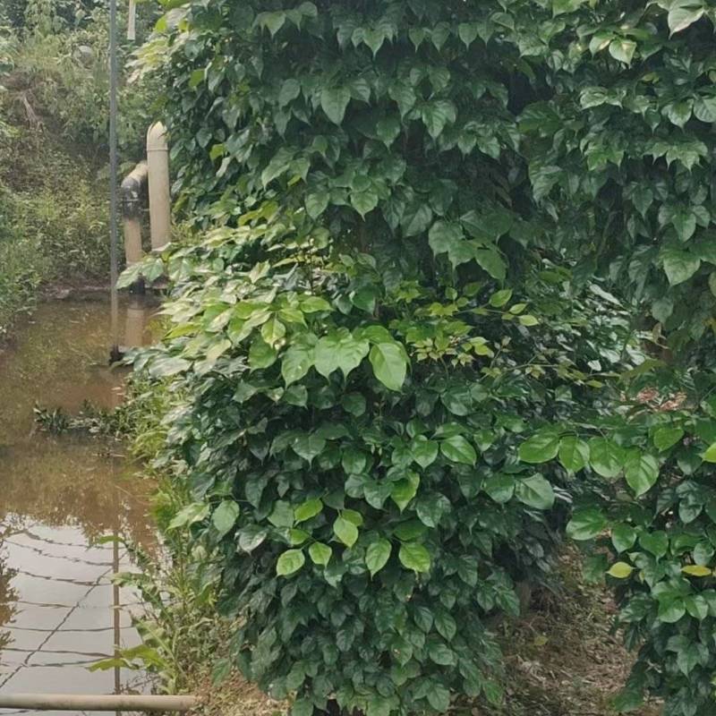 2层幸福树