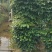 2层幸福树