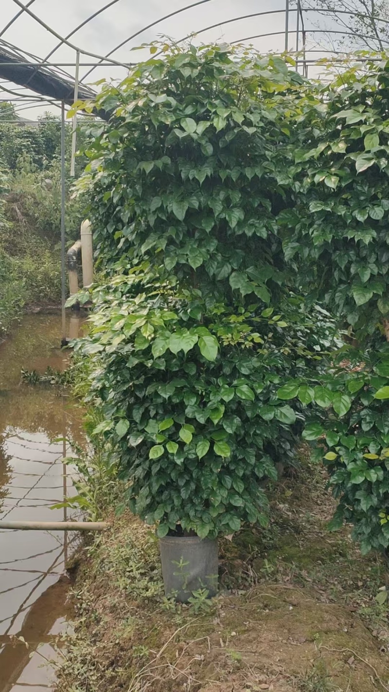 2层幸福树