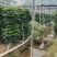 2层幸福树