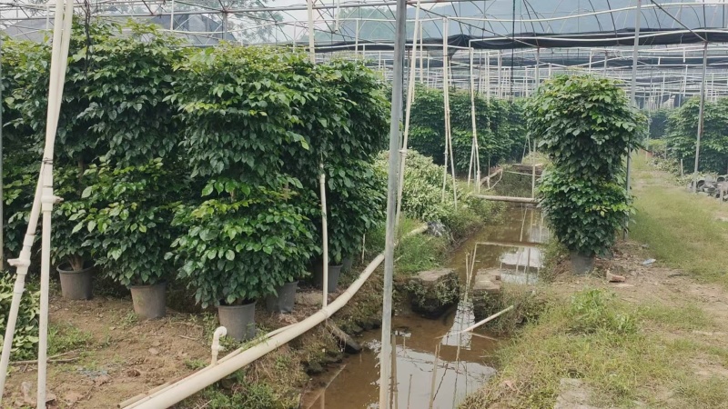 2层幸福树