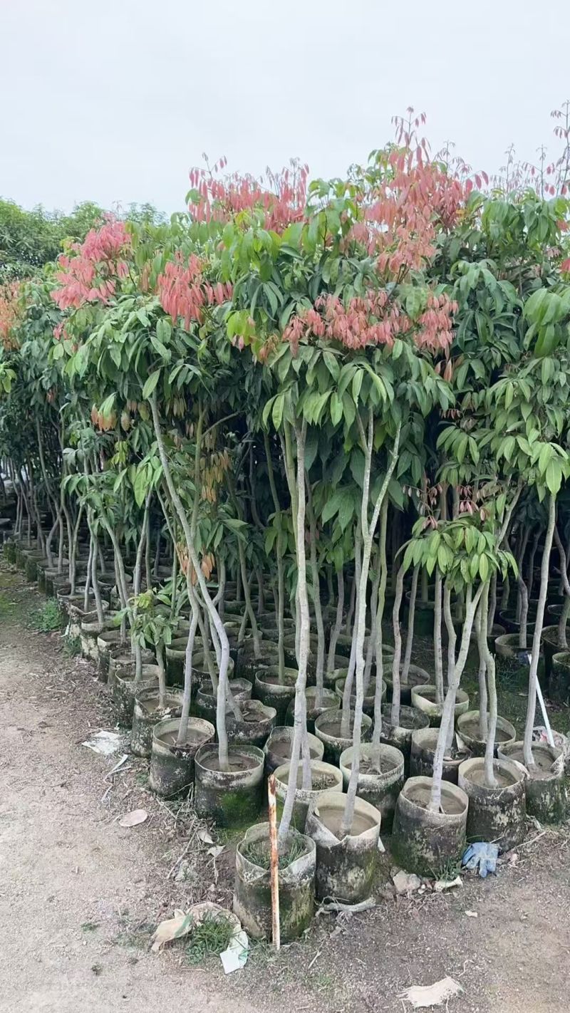 荔枝2-8公分自家基地直销规格齐全品种齐全