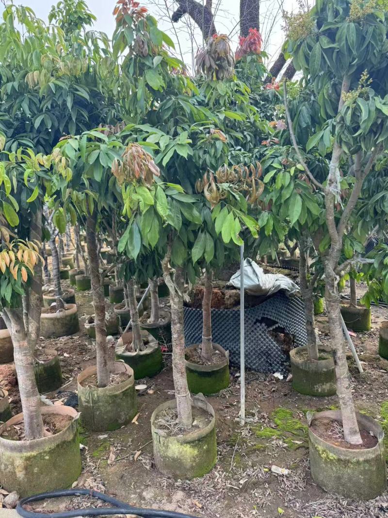 荔枝2-8公分自家基地直销规格齐全品种齐全