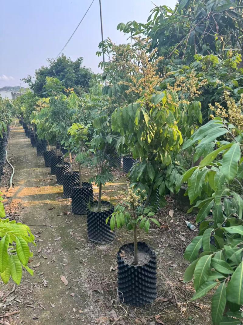 荔枝2-8公分自家基地直销规格齐全品种齐全