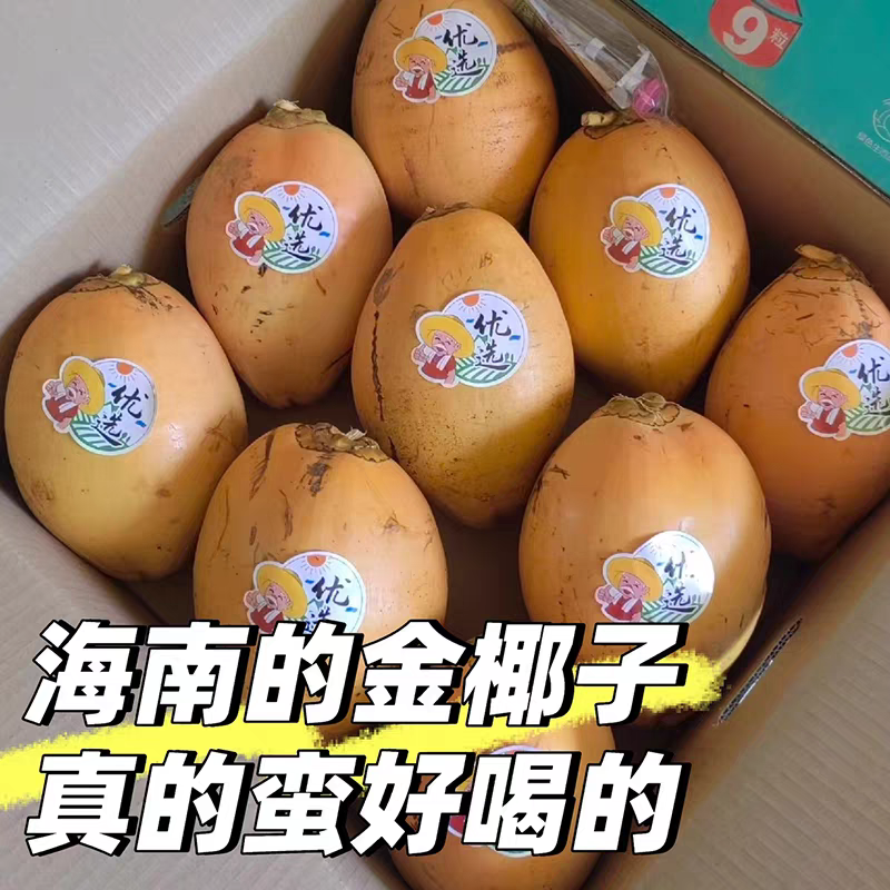 海南椰青黄金椰子热带水果产地一件代发对接电商直播量大价优
