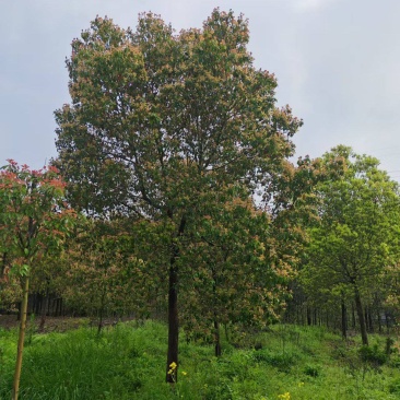 香樟树产地一手货源，量大优惠可以提供技术指导欢迎合作