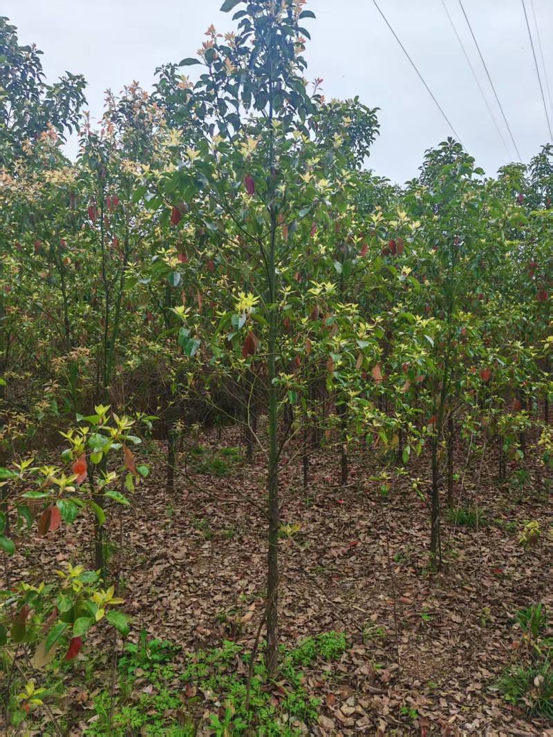香樟树产地一手货源，量大优惠可以提供技术指导欢迎合作