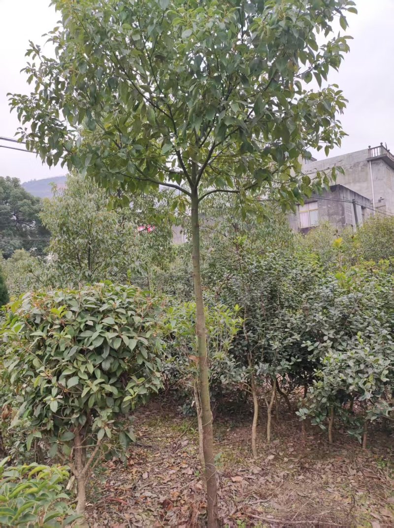 香樟树产地一手货源，量大优惠可以提供技术指导欢迎合作