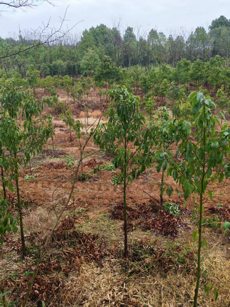 香樟树产地一手货源，量大优惠可以提供技术指导欢迎合作