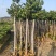 橄榄3-8公分出售自家果苗基地直销